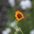 dsc09224