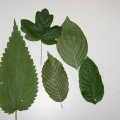 dsc00057