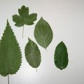 dsc00060