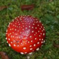 dsc00534