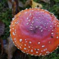 dsc00541