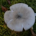 dsc00542