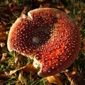 dsc00546