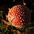 dsc00548