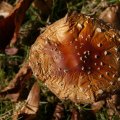 dsc00554