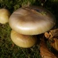 dsc00558