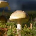 dsc00560