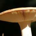 dsc00564