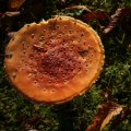 dsc00573
