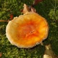 dsc00574
