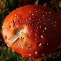 dsc00576