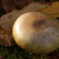 dsc00580