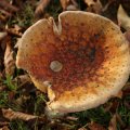 dsc00581