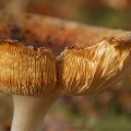 dsc00583