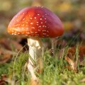 dsc00585