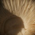 dsc00597