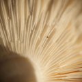 dsc00598
