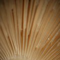 dsc00602