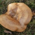 dsc00617
