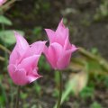 p1110375