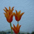 p1110623