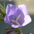 p1150364