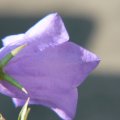 p1150367