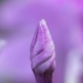 p1160374