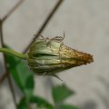 p1160792