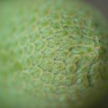 p1160886