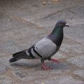 dsc03005