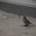 dsc03784