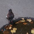 dsc03801