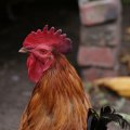 dsc04028