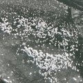p1240371