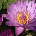 0rosawasserrose