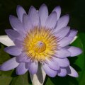 blauewasserrose