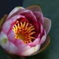 dsc07590