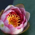 dsc07592