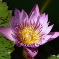 p1120583