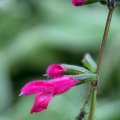 dsc09596