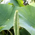 dsc09602