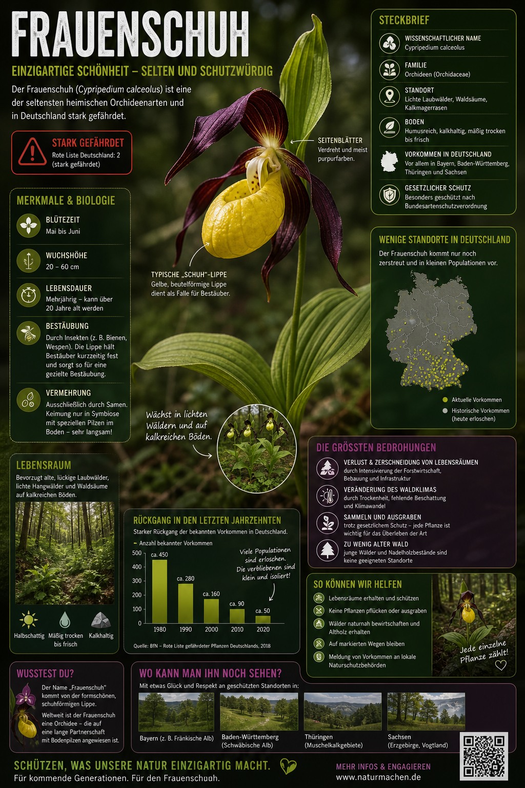 Der Frauenschuh eine heute sehr selten Orchidee Der Frauenschuh eine heute sehr selten Orchidee