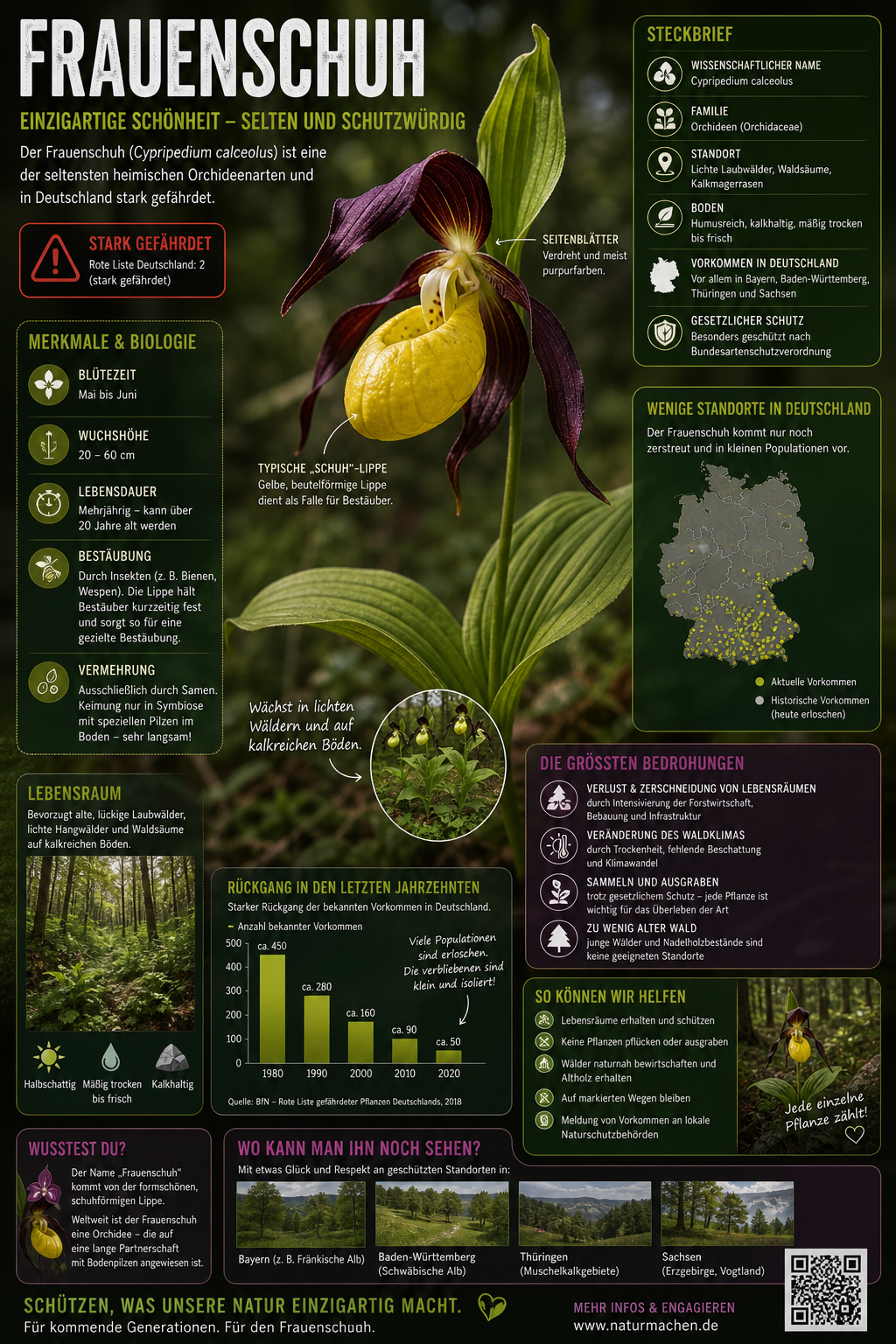 Der Frauenschuh eine heute sehr selten Orchidee
